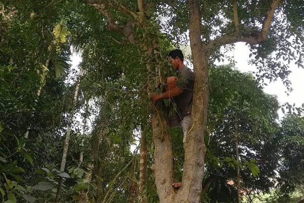 পাখির অভয়ারণ্য তৈরিতে গাছে গাছে কলসি 