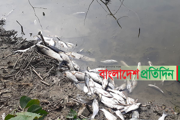 আলমডাঙ্গায় পুকুরে বিষ প্রয়োগে লক্ষাধিক টাকার মাছ নিধন