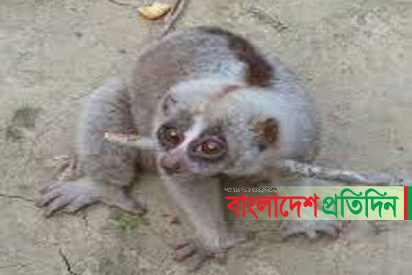 সিলেটে বিরল প্রজাতির লজ্জাবতী বানর উদ্ধার