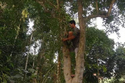 পাখির অভয়ারণ্য তৈরিতে গাছে গাছে কলসি 