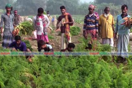 মানিকগঞ্জে গাজরের বাম্পার ফলন, চাষীদের মুখে হাসি