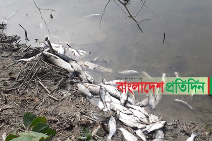 আলমডাঙ্গায় পুকুরে বিষ প্রয়োগে লক্ষাধিক টাকার মাছ নিধন