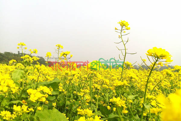 বাতাসে দুলছে সরিষা ফুল, হাসছে চাষি