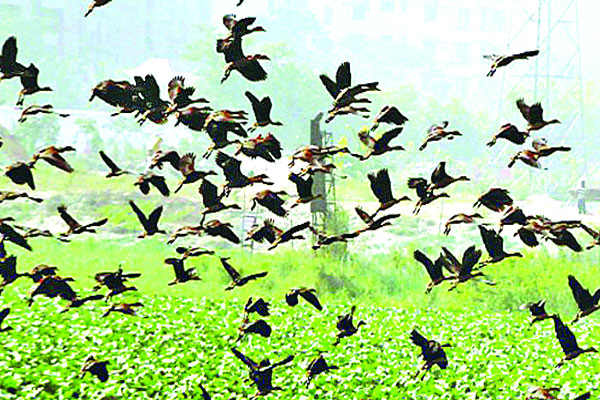 অতিথি পাখির কলতানে মুখরিত জবই বিল