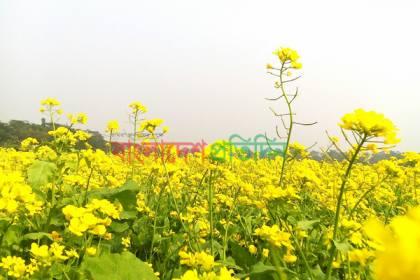 বাতাসে দুলছে সরিষা ফুল, হাসছে চাষি