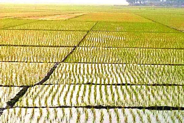 উপকূলে লবণসহিষ্ণু ধান চাষে সাফল্য