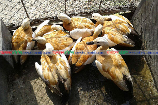 রক্ষা পেল ২৯টি অতিথি পাখি
