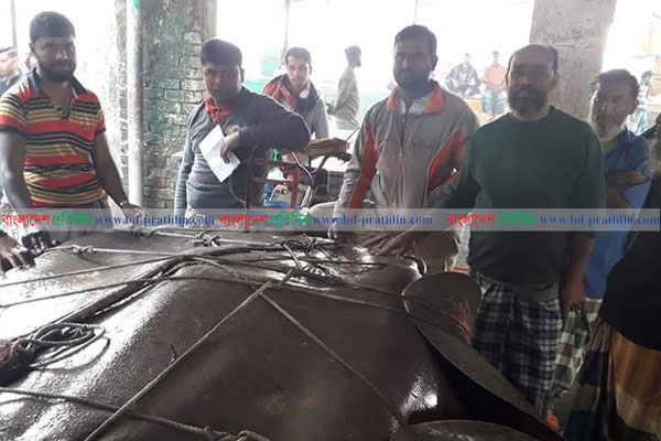 জেলের জালে ১০ মণের শাপলাপাতা মাছ