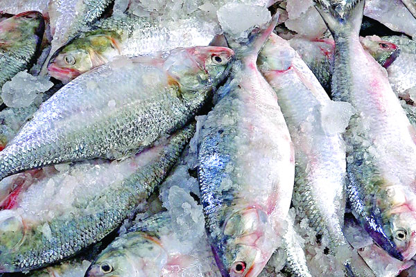 অসময়ে বরিশালে প্রচুর ইলিশ