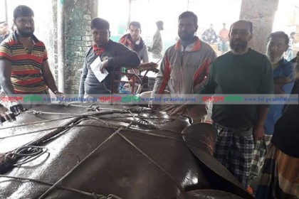 জেলের জালে ১০ মণের শাপলাপাতা মাছ