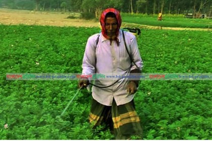 দিনাজপুরে পচনের মুখে ক্ষেতের আলু