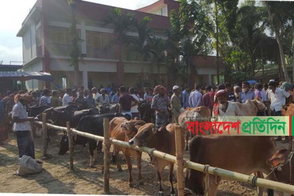 ধুনটে স্কুলের মাঠে পশুর হাট, বিপাকে শিক্ষক-শিক্ষার্থীরা