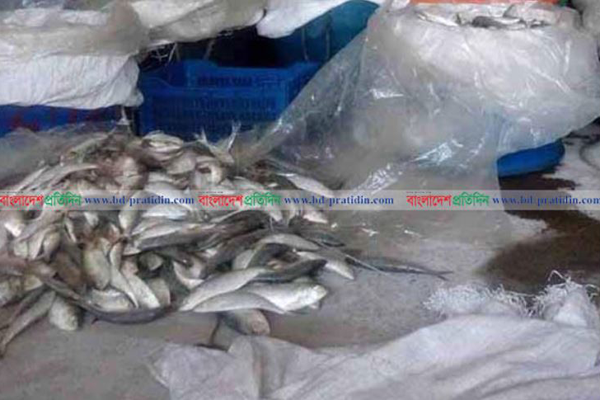 পটুয়াখালীতে বিপুল পরিমান জাটকা জব্দ, ৮ জনের দণ্ড