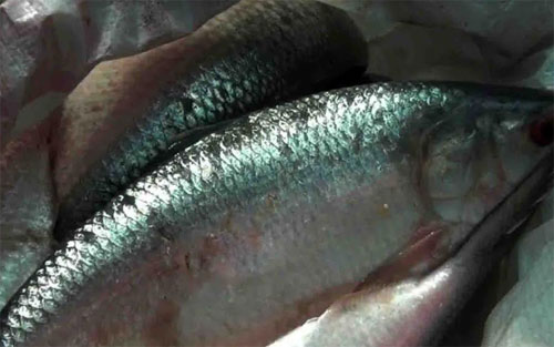 হিলি সীমান্ত দিয়ে পাচারকালে ৮৩ কেজি ইলিশ জব্দ 