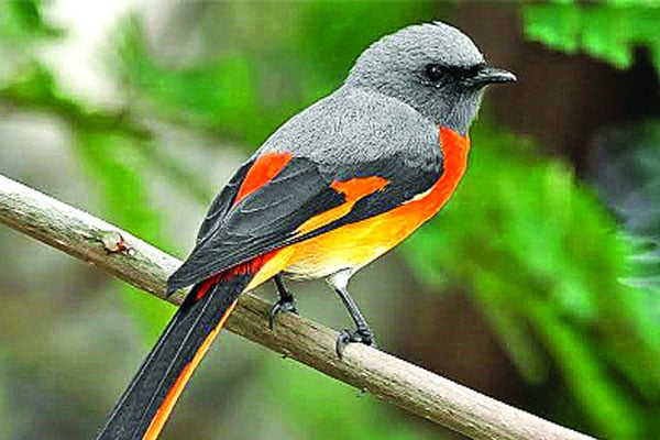 সুদর্শন লাজুক পাখি ছোট সাহেলি