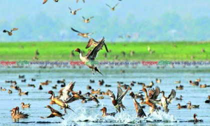 পরিযায়ী পাখির কলতানে মুখর নাটোরের বড়ভিটা বিল
