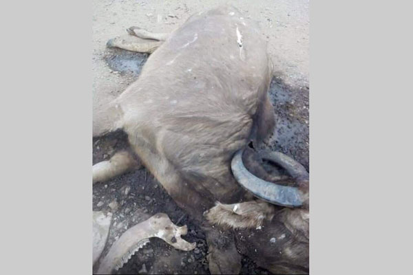 করোনা ভাইরাস আতঙ্কের মধ্যে রাখাইনে ব্যাপক হারে মরছে মহিষ