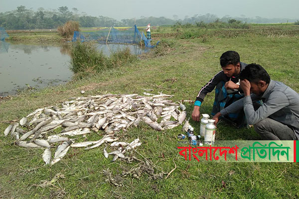 কালকিনিতে বিষ প্রয়োগে পাঁচ লক্ষাধিক টাকার মাছ নিধন