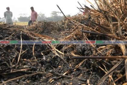 প্রতিবেশীর ভুলে আড়াইশ মণ ধান পুড়ে ছাই