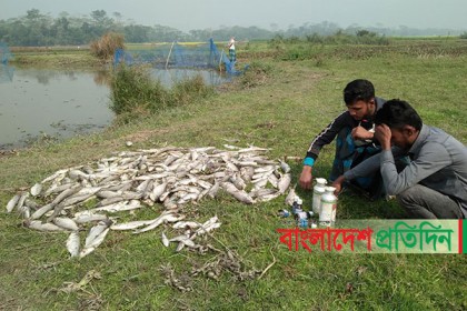 কালকিনিতে বিষ প্রয়োগে পাঁচ লক্ষাধিক টাকার মাছ নিধন