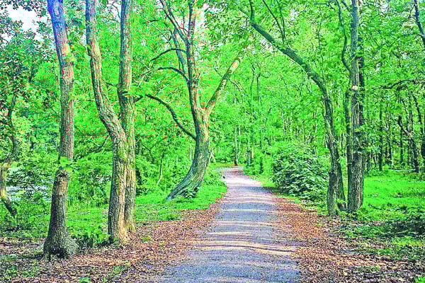 সবুজ সঞ্জীবনী টাঙ্গাইলের মধুপুর জাতীয় উদ্যান