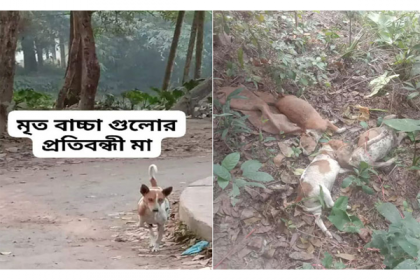 মা কুকুরের সামনে ৩ ছানাকে গলায় দড়ি বেঁধে পিটিয়ে হত্যা