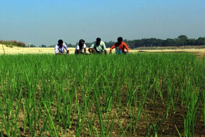 নদীর চরে পিয়াজসহ বিভিন্ন চাষ, ভূমিহীনদের দারিদ্র দূরীকরণে সাফল্য