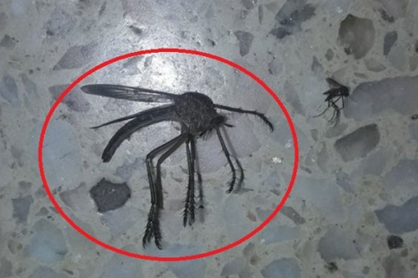 মশার আকার আস্ত প্রজাপতির মতো! নতুন রোগের আতঙ্ক