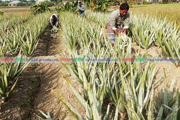 নাটোরে সিন্ডিকেটে জিম্মি অ্যালোভেরার বাজার