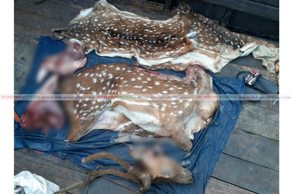 সুন্দরবনে ৫০ কেজি হরিণের মাংস ও মাথা জব্দ