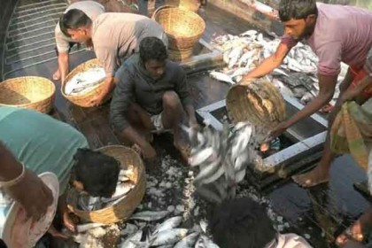 শীতেও ইলিশ, জেলে পাড়ায় আনন্দ!
