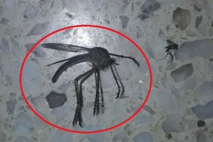 মশার আকার আস্ত প্রজাপতির মতো! নতুন রোগের আতঙ্ক