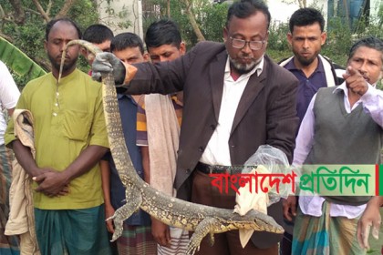 কুমিল্লায় আটকে পড়া গুইসাপ অবমুক্ত (ভিডিও)