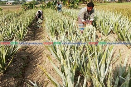 নাটোরে সিন্ডিকেটে জিম্মি অ্যালোভেরার বাজার
