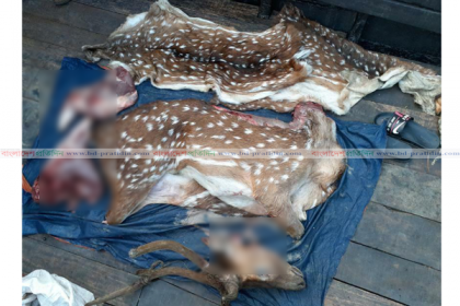 সুন্দরবনে ৫০ কেজি হরিণের মাংস ও মাথা জব্দ