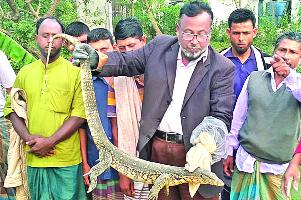 কুমিল্লায় বিরল গুঁইসাপ অবমুক্ত