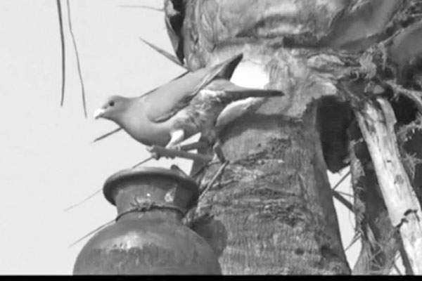 গ্রামে গ্রামে খেজুর রস ও গুড়ের মৌ মৌ গন্ধ