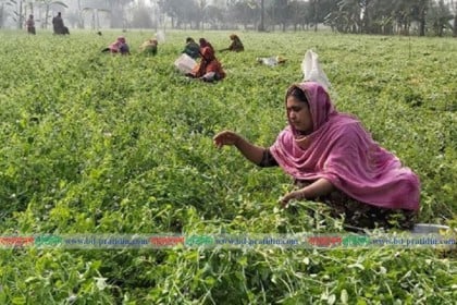 নাটোরের কৃষকরা মটরশুঁটি চাষে ঝুঁকছেন