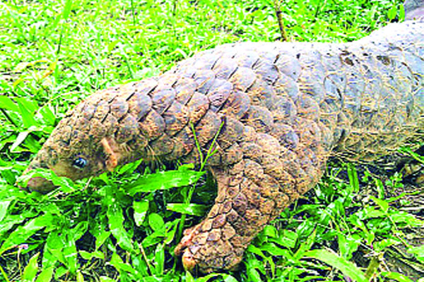 বিপন্নের তালিকায় বনরুই