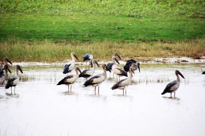 অতিথি পাখির কলকাকলিতে মুখরিত হাকালুকি