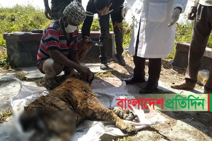 সুন্দরবনে কুমিরে খাওয়া বাঘের মৃত্যুর কারণ জানতে ময়নাতদন্ত