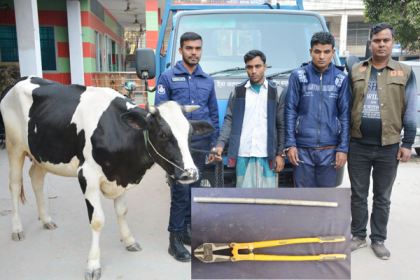 বগুড়ায় চোরাই অস্ট্রেলিয়ান গাভি উদ্ধার