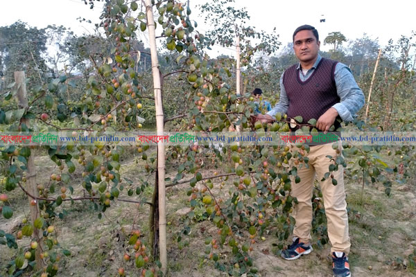 চুয়াডাঙ্গায় কাশ্মীরি কুল চাষে সোহাগের সফলতা