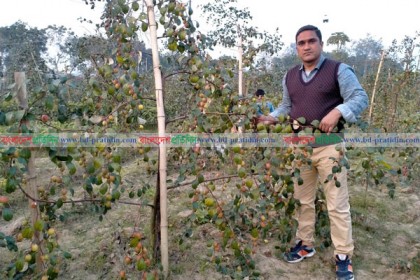 চুয়াডাঙ্গায় কাশ্মীরি কুল চাষে সোহাগের সফলতা