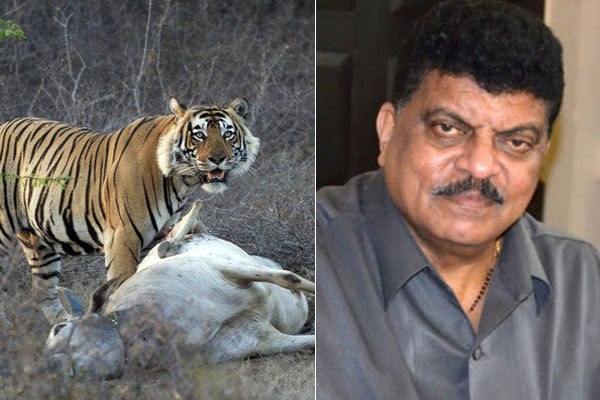 'গরু খেলে বাঘেরও শাস্তি হওয়া উচিত', হাস্যকর মন্তব্য ভারতীয় নেতার!