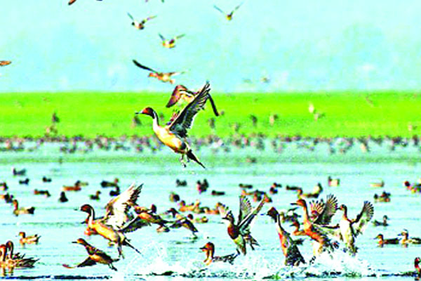 মুখরিত নাটোর বড়ভিটা বিল