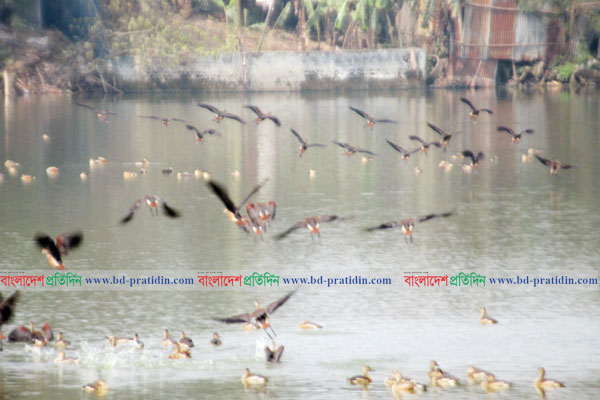 অতিথি পাখির কোলাহলে মুখরিত সুখসাগর