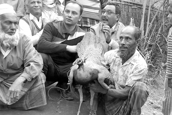 পঞ্চগড়ে বিরল প্রজাতির ময়ূর