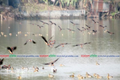 অতিথি পাখির কোলাহলে মুখরিত সুখসাগর