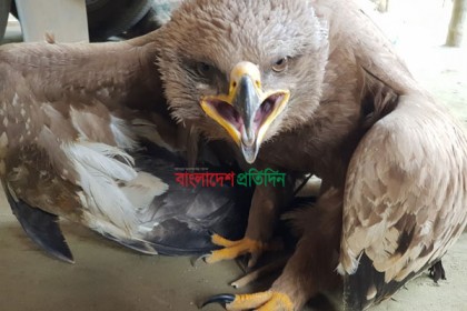 পঞ্চগড়ে নেপালি ঈগল উদ্ধার